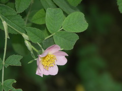 Rosa tomentosa