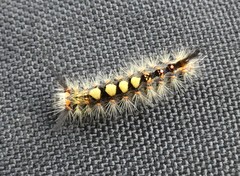 Orgyia antiqua
