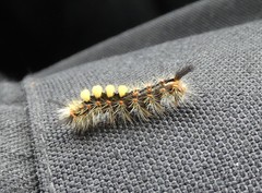 Orgyia antiqua