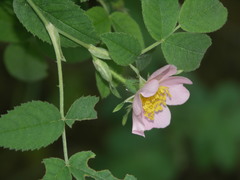 Rosa tomentosa