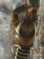Cambarus scotti