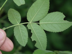 Rosa tomentosa