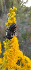 Megachile pollinosa