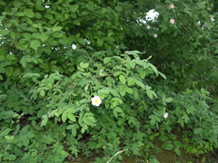 Rosa tomentosa