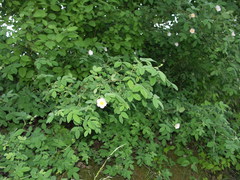 Rosa tomentosa