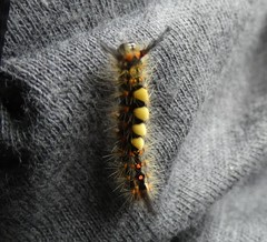 Orgyia antiqua