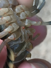 Cambarus scotti