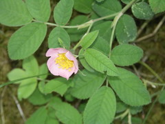 Rosa tomentosa