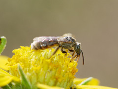 Pseudagapostemon