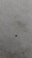 Proterhinus