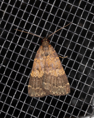 Hydrillodes funestalis