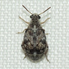Algarobius prosopis