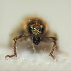 Microlarinus lypriformis