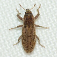 Microlarinus lypriformis
