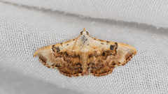 Corgatha molybdophaes