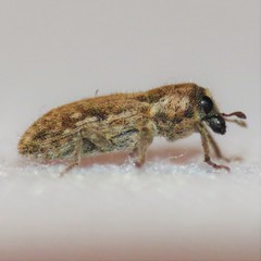 Microlarinus lypriformis