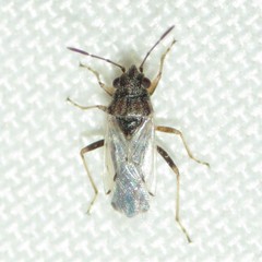 Nysius raphanus