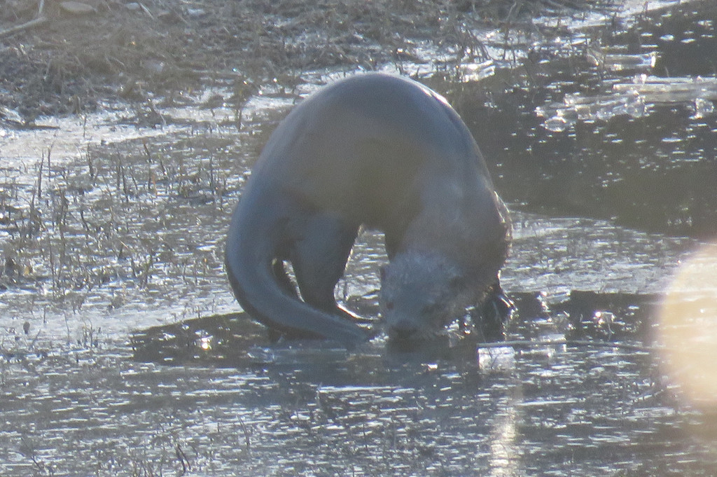 North American River Otter in March 2022 by Bennie Saylor · iNaturalist