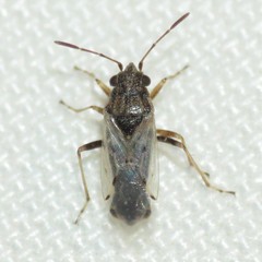 Nysius raphanus
