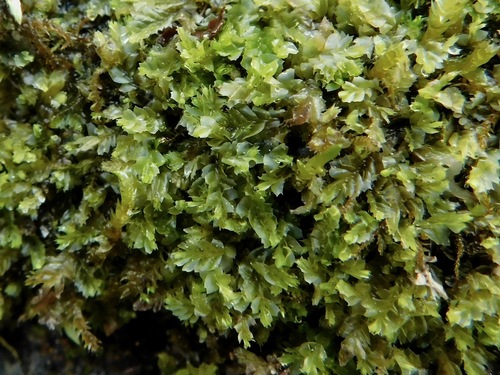 Lophocolea appalachiana