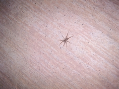 Lycosoidea