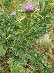 Silybum marianum