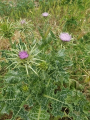 Silybum marianum