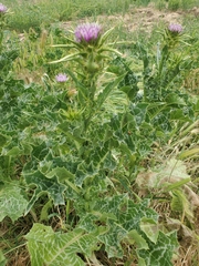 Silybum marianum