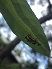 Chauliognathus tricolor