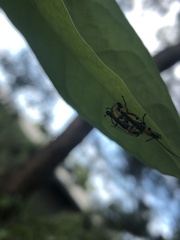 Chauliognathus tricolor