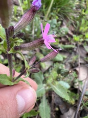 Silene fuscata