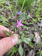 Silene fuscata