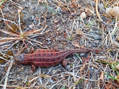 Sceloporus bicanthalis
