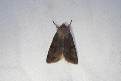 Orthosia incerta