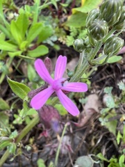 Silene fuscata