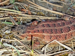 Sceloporus bicanthalis