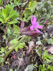 Silene fuscata