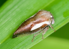 Ophiderma flavicephala