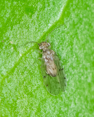 Ectopsocus californicus