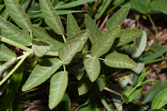 Rhynchosia lineata