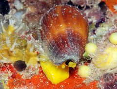Conus planorbis