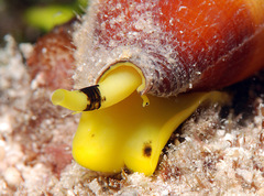 Conus planorbis
