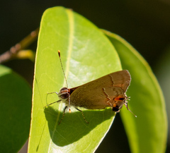 Electrostrymon hugon