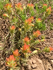 Castilleja applegatei breweri