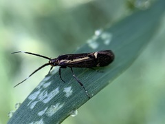 Esperia sulphurella