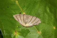 Orudiza protheclaria