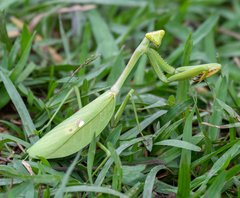Stagmatoptera praecaria