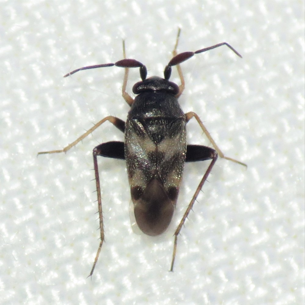 White-marked Fleahopper