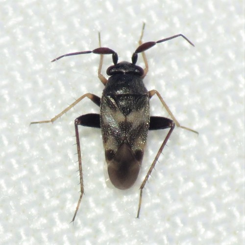 Spanagonicus albofasciatus (Reuter, 1907)
