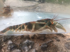 Cambarus scotti